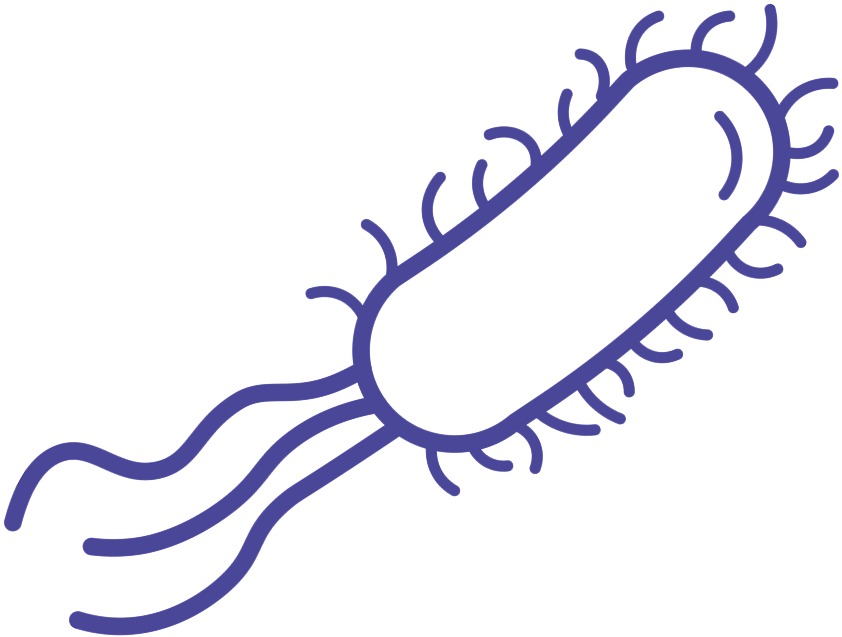 bacteria