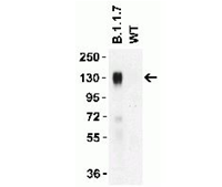 Product Element Image