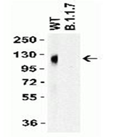 Product Element Image