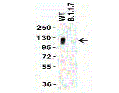 Product Element Image
