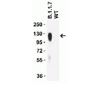 Product Element Image