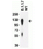 Product Element Image