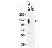 Product Element Image