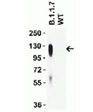 Product Element Image