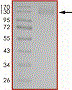 Product Element Image