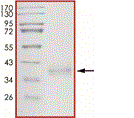 Product Element Image