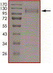 Product Element Image