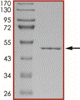 Product Element Image