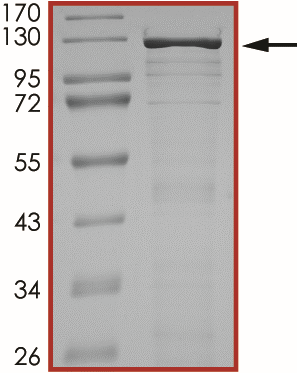 Product Element Image