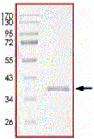 Product Element Image