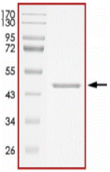 Product Element Image