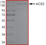 Product Element Image